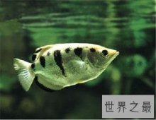 这些有趣的动物知识你错过了很久