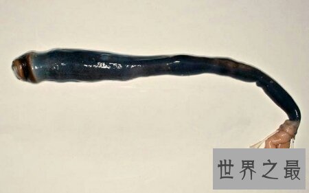 蛀船虫到底是一种什么生物 它真的破坏船吗