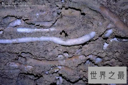 蛀船虫到底是一种什么生物 它真的破坏船吗