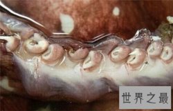 大王陆鱿是鱿鱼的一种 长得非常的大