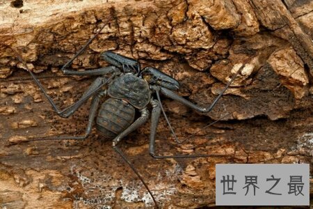 泰坦甲虫的个头非常大 看起来非常的可怕