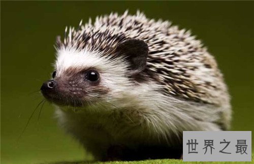 刺猬吃什么 家养小刺猬需要注意什么