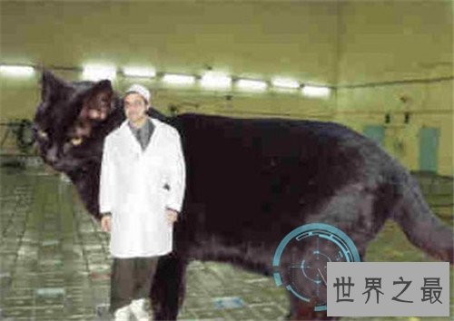 乌克兰巨猫是真的吗 网络掀起一阵巨型猫风潮