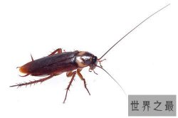 蟑螂的天敌有哪些 蟑螂带给人们多种病原体