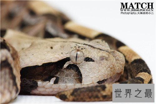 加蓬蝰蛇快如闪电 一旦遇上必死无疑