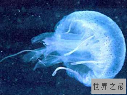 世界十大毒王有哪些 个个身怀剧毒一碰就死