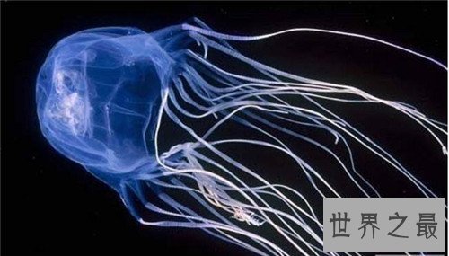 世界十大毒王有哪些 个个身怀剧毒一碰就死