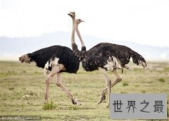 世界上最大的鸟竟然是它 万万没想到