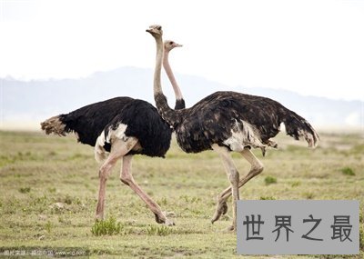 世界上最大的鸟竟然是它 万万没想到