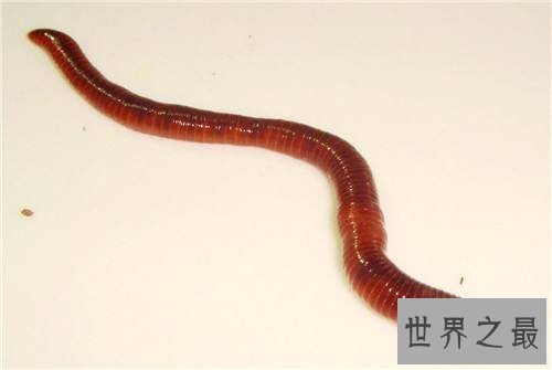 雌雄同体的动物都有哪些 两性动物的存在很特别