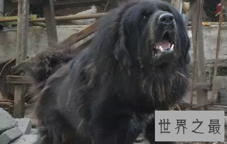 嘘 告诉你一个秘密 纯种鬼面獒之王者归来