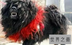 嘘 告诉你一个秘密 纯种鬼面獒之王者归来