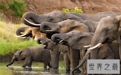 非洲象濒临灭绝 竟然是我们人类造成的结果