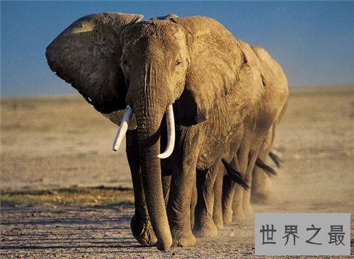 非洲象濒临灭绝 竟然是我们人类造成的结果