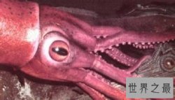 巨枪乌贼 世界上最大的乌贼是抹香鲸的死敌