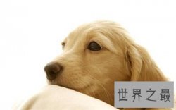 狗的寿命是几年 看完好心酸啊