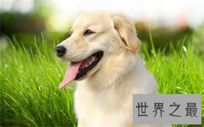 狗的寿命是几年 看完好心酸啊