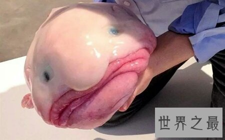 水滴鱼是深海里的一种鱼 它能吃吗