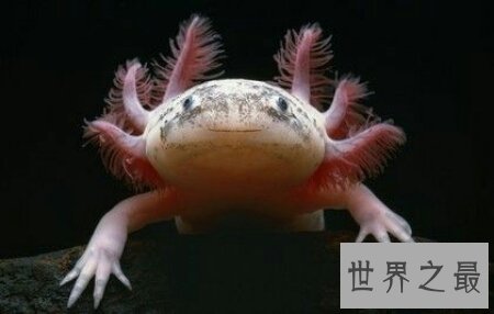 水滴鱼是深海里的一种鱼 它能吃吗