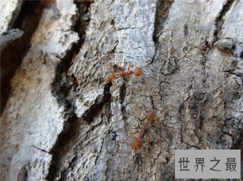 黄蚂蚁怎么消除 室内如何预防黄蚂蚁