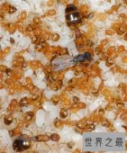 黄蚂蚁怎么消除 室内如何预防黄蚂蚁