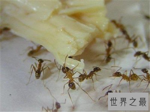 黄蚂蚁怎么消除 室内如何预防黄蚂蚁