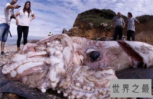 大王乌贼图片介绍 人类见过长达20多米的乌贼