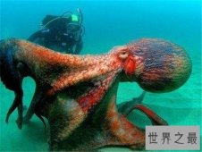 大王乌贼图片介绍 人类见过长达20多米的乌贼