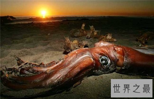 大王乌贼图片介绍 人类见过长达20多米的乌贼