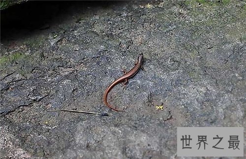 壁虎吃什么 壁虎断尾后可自行再生