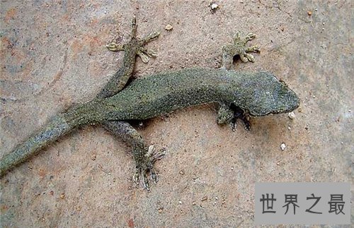 壁虎吃什么 壁虎断尾后可自行再生