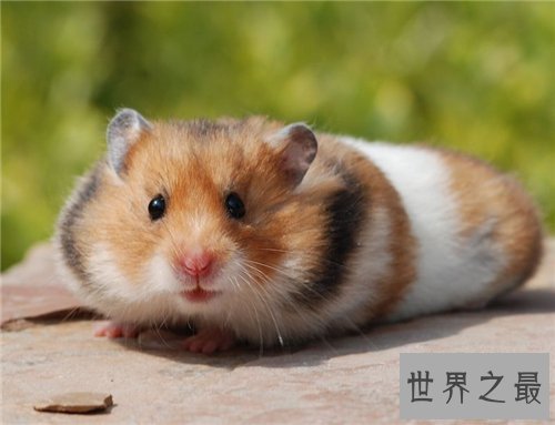 金丝熊吃什么 饲养金丝熊需要注意什么