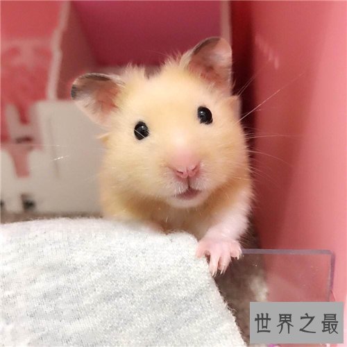 金丝熊吃什么 饲养金丝熊需要注意什么