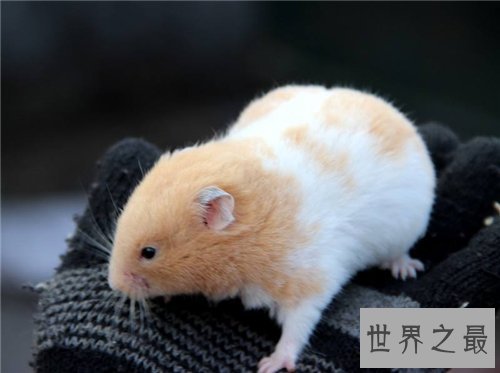 金丝熊吃什么 饲养金丝熊需要注意什么