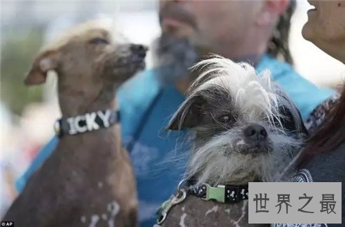 最丑的狗长什么样 曾获得世界最丑的狗大赛冠军