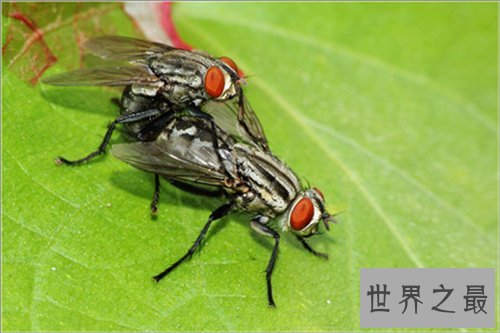 苍蝇的寿命是多长 灭苍蝇最有效的方法