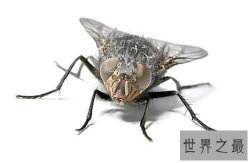 苍蝇的寿命是多长 灭苍蝇最有效的方法