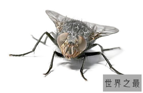 苍蝇的寿命是多长 灭苍蝇最有效的方法