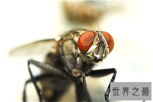 苍蝇的寿命是多长 灭苍蝇最有效的方法