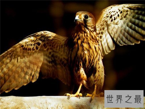 鹰隼可以家养吗 一只鹰隼居然卖到百万美金