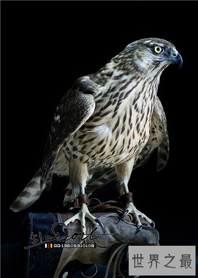 鹰隼可以家养吗 一只鹰隼居然卖到百万美金
