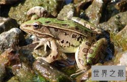 田鸡是青蛙吗 田鸡与青蛙的区别原来这么大