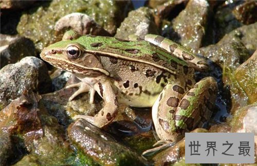 田鸡是青蛙吗 田鸡与青蛙的区别原来这么大