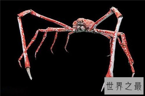 日本蜘蛛蟹长相怪异体型最大 已成为美味的盘中餐