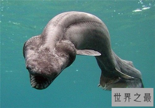 皱鳃鲨是最原始的鲨鱼种类 一款会吃鲨鱼的鲨鱼