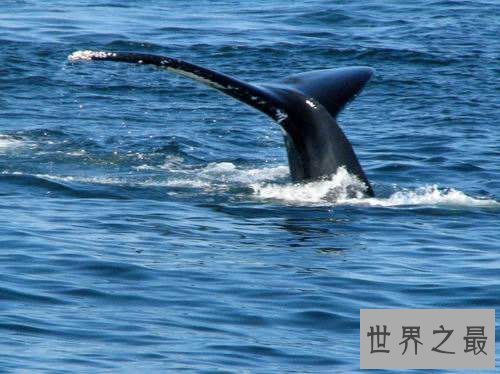 鲸鱼的图片介绍 海洋中的巨无霸形态壮观