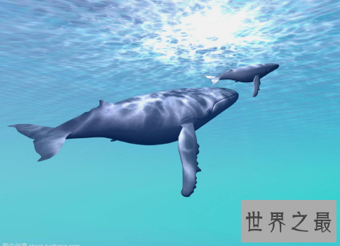 鲸鱼的图片介绍 海洋中的巨无霸形态壮观