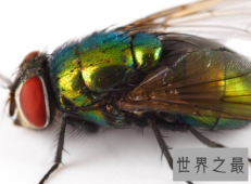 苍蝇为什么总搓手原来不是动画里有的镜头