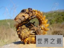 巨型马陆被人们成为陆地爬行霸王 它又称为千足虫