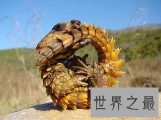 巨型马陆被人们成为陆地爬行霸王 它又称为千足虫